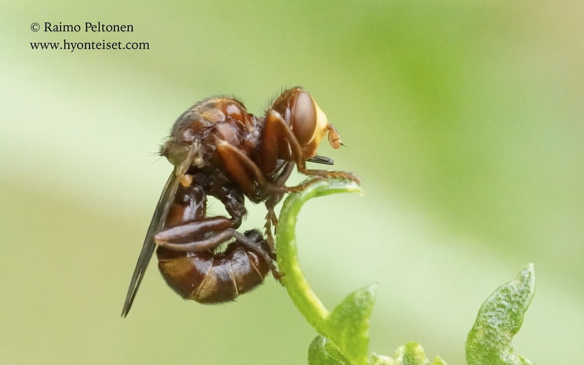 Sicus ferrugineus, 13.7.2017 Jyväskylä