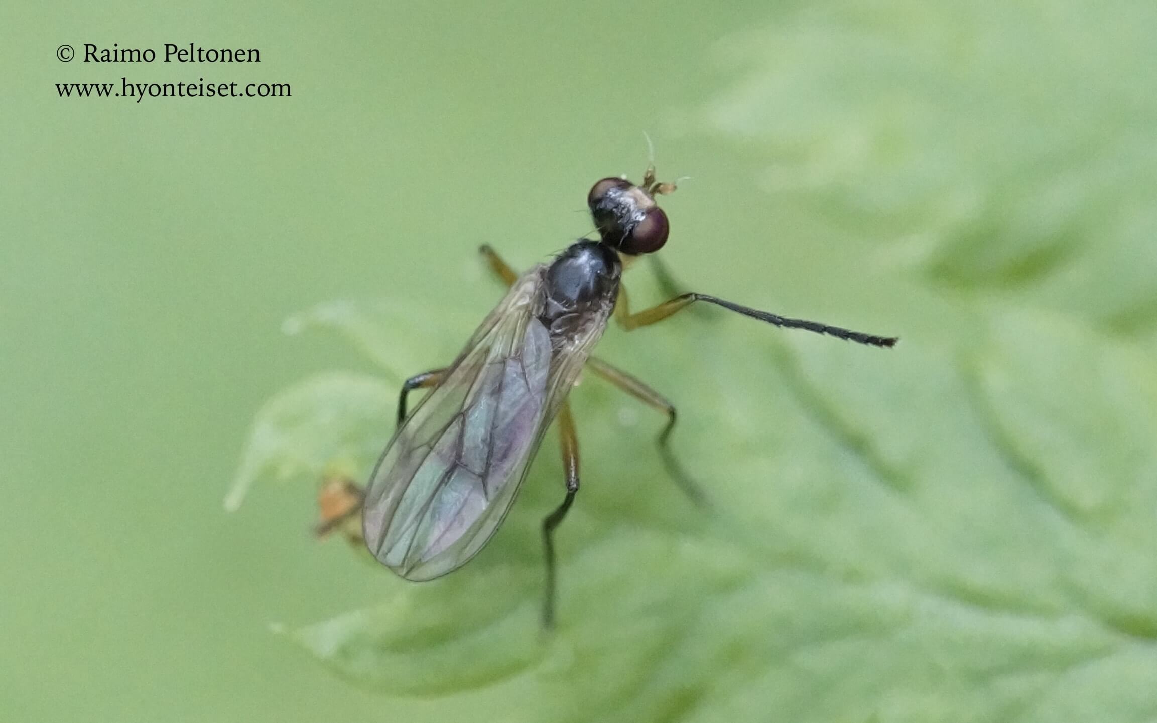 Tetanura pallidiventris (det. Stephane Lebrun), 9.7.2017 Jyväskylä
