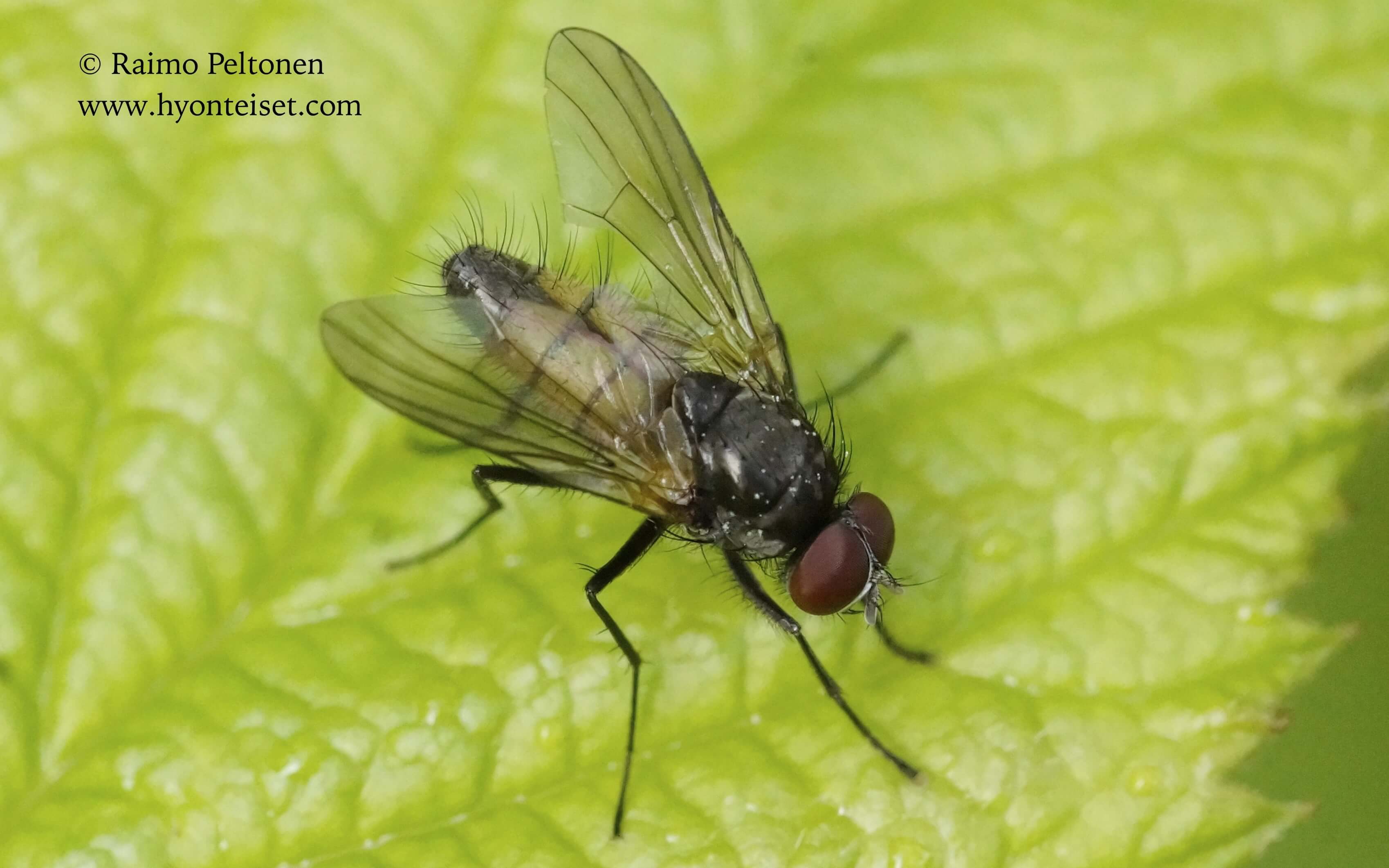 Thricops semicinereus (det. Roger Thomason), 19.7.2017 Jyväskylä