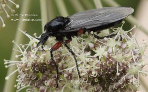 Bibio pomonae 2