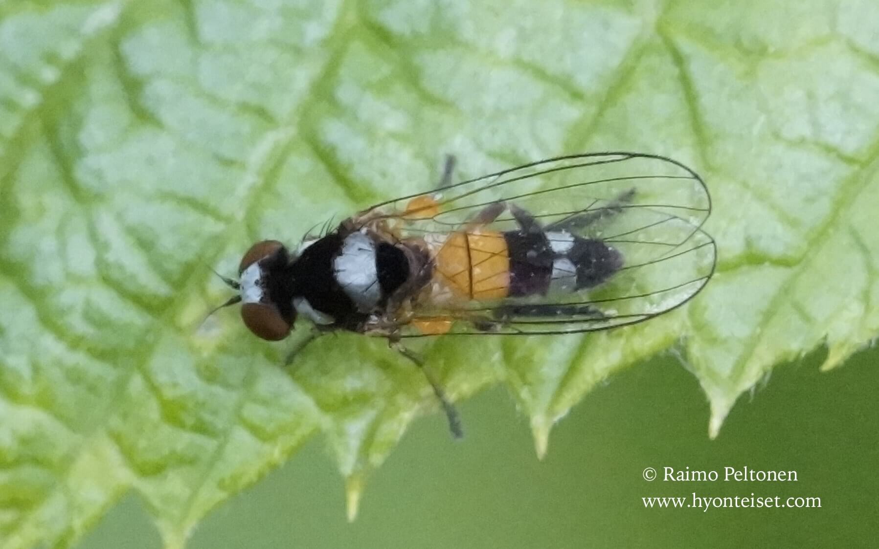 Callomyia amoena, naaras, 27.6.2016 Jyväskylä