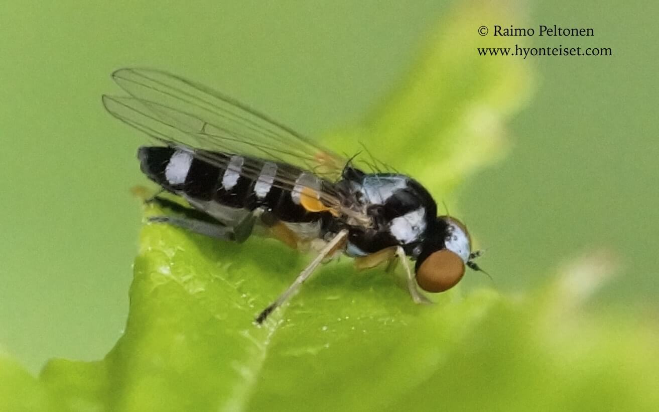Callomyia speziosa, naaras, 27.7.2017 Jyväskylä