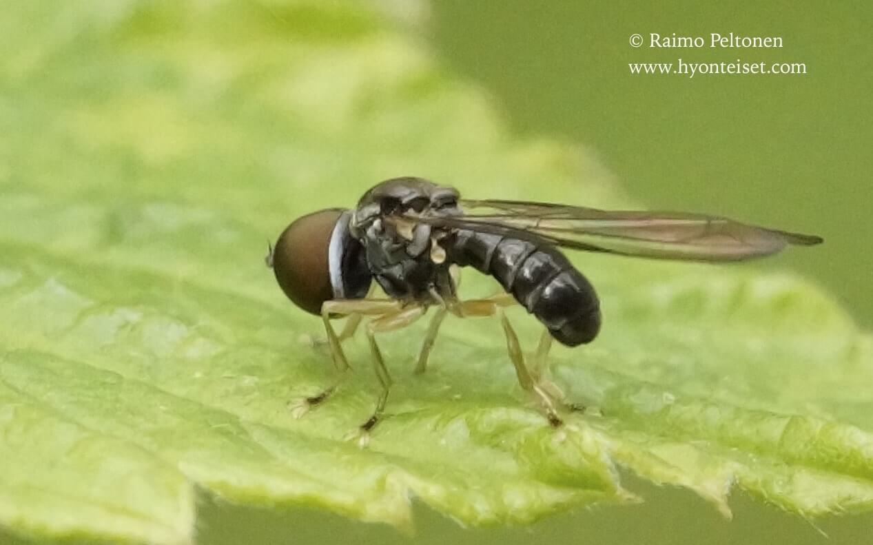 Cephalos sp. (det. Kaj Winqvist), 24.8.2017 Jyväskylä