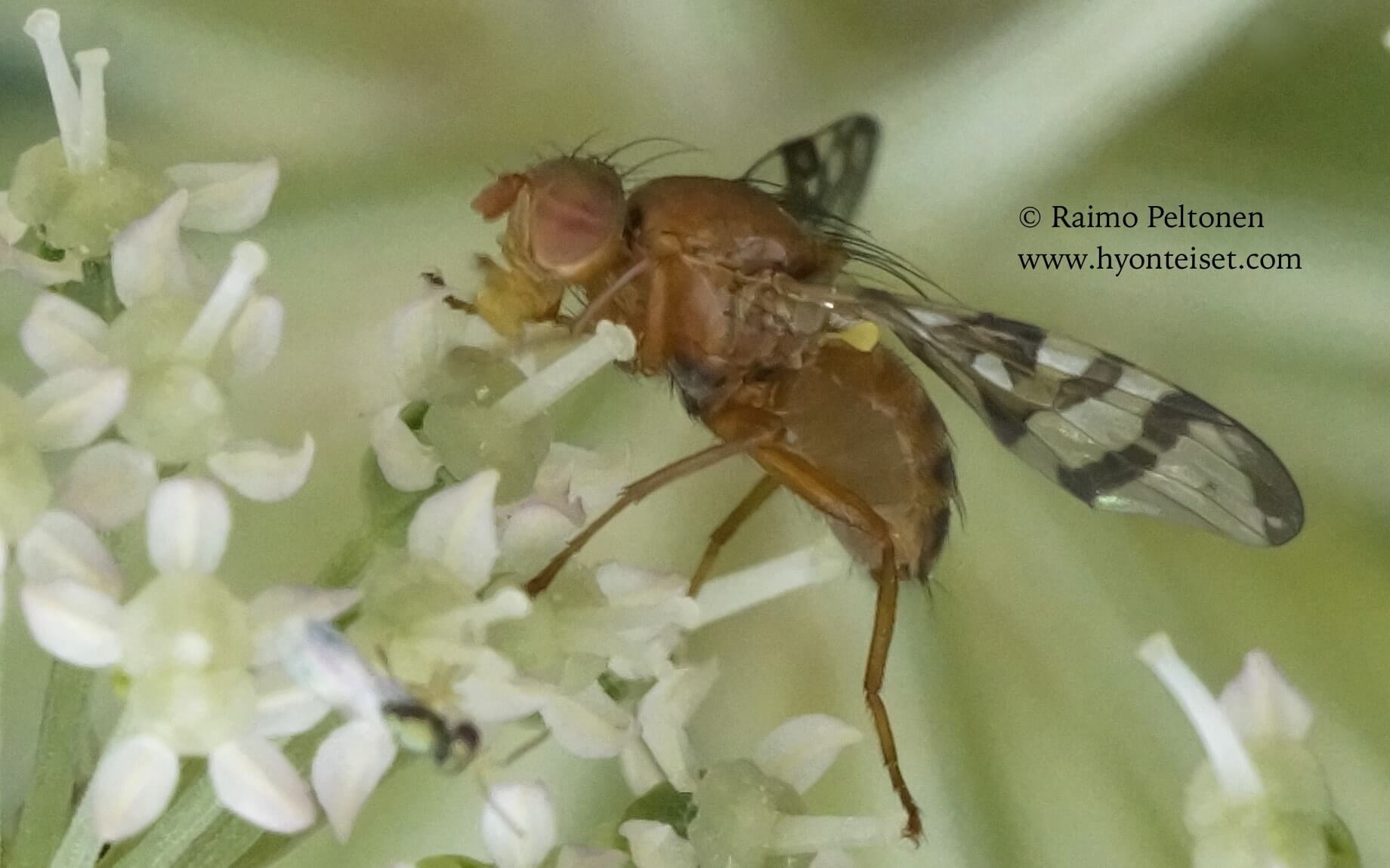 Chetostoma stackelbergi (conf. Jere Kahanpää), 20.8.2017