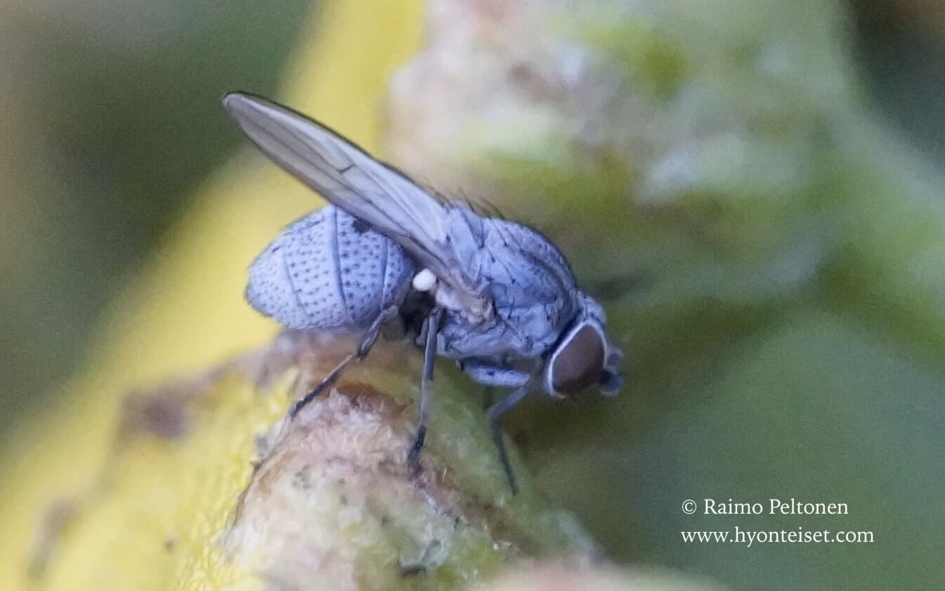 Leucopis atritarsis (det. Jere Kahanpää), 5.8.2017 Jyväskylä