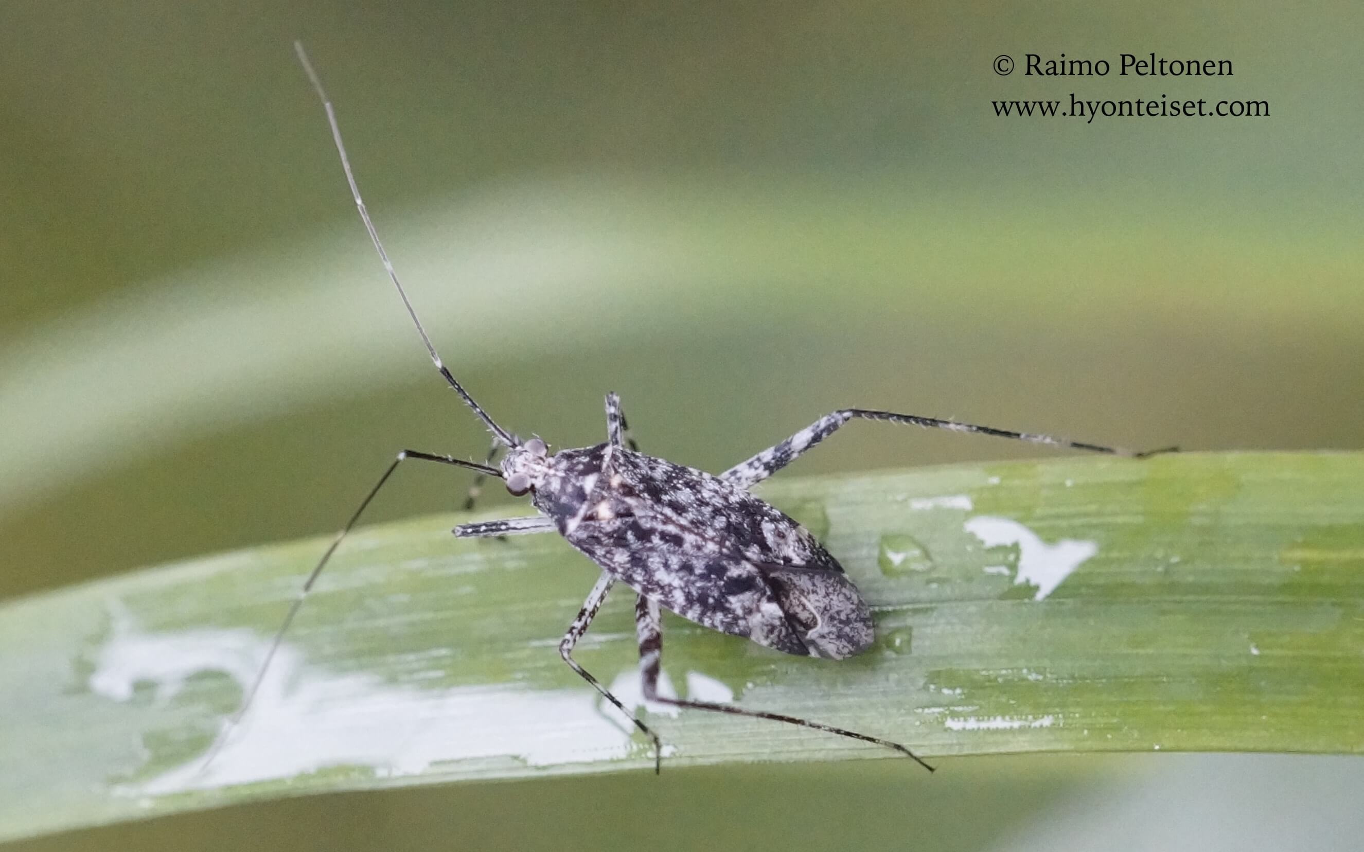Phytocoris populi-haapamarmorilude (det. Veikko Rinne), 7.8.2017 Jyväskylä