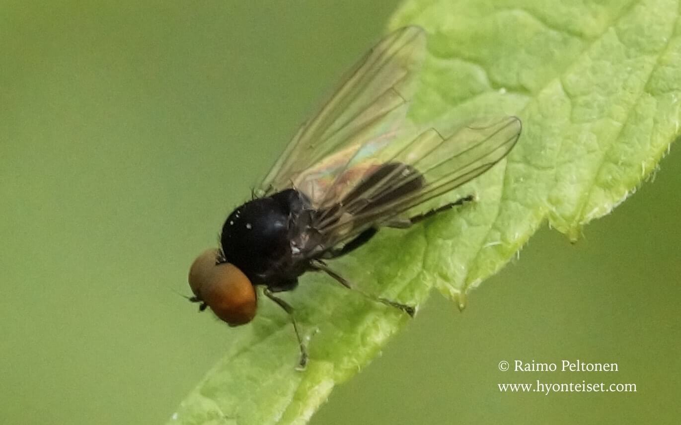 Platypeza cf. consobrina (conf. Menno Reemer), 18.8.2017 Jyväskylä