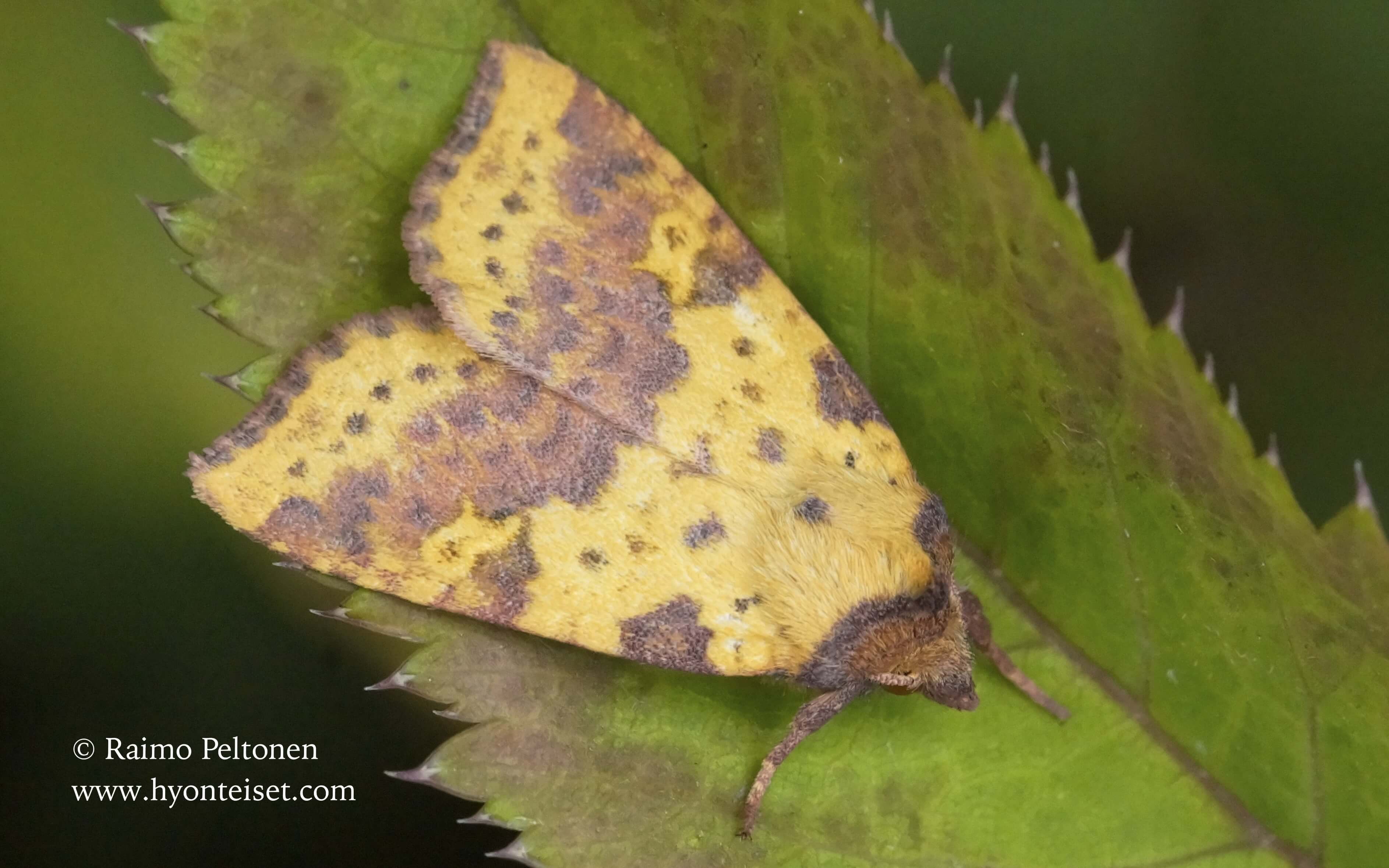 Xanthia Xanthia togata – HYÖNTEISKUVASTO