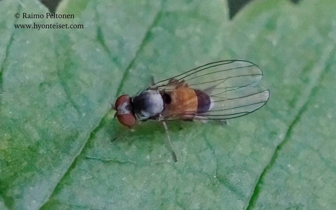 Agathomyia alneti/elegantula (det. Meeno Reemer), 24.8.2017 Jyväskylä