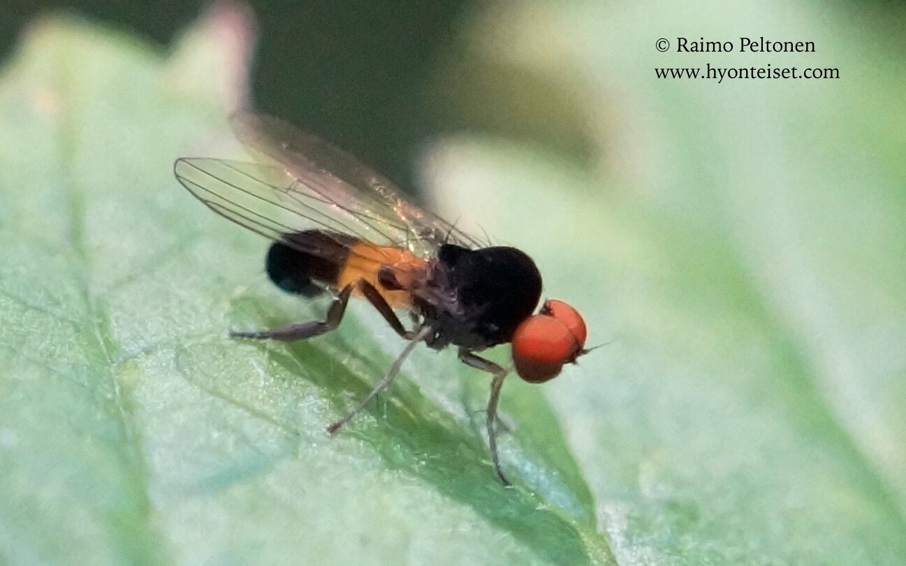 Agathomyia alneti/elegantula/woodella, koiras (det. Menno Reemer), 5.9.2017 Jyväskylä