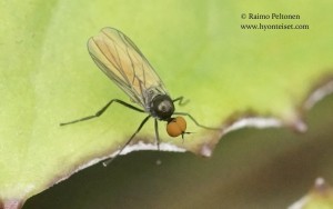 Bicellaria sp. 2
