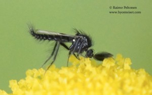 Ceratopogonidae sp. 2