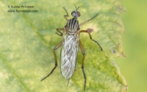 Empis livida 1