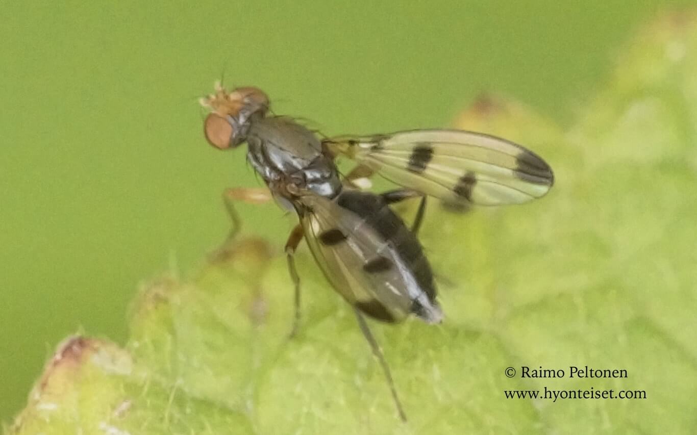 Geomyza tripunctata, 23.9.2017 Jyväskylä