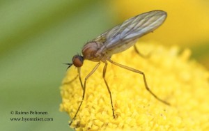 Rhamphomyia sciarina