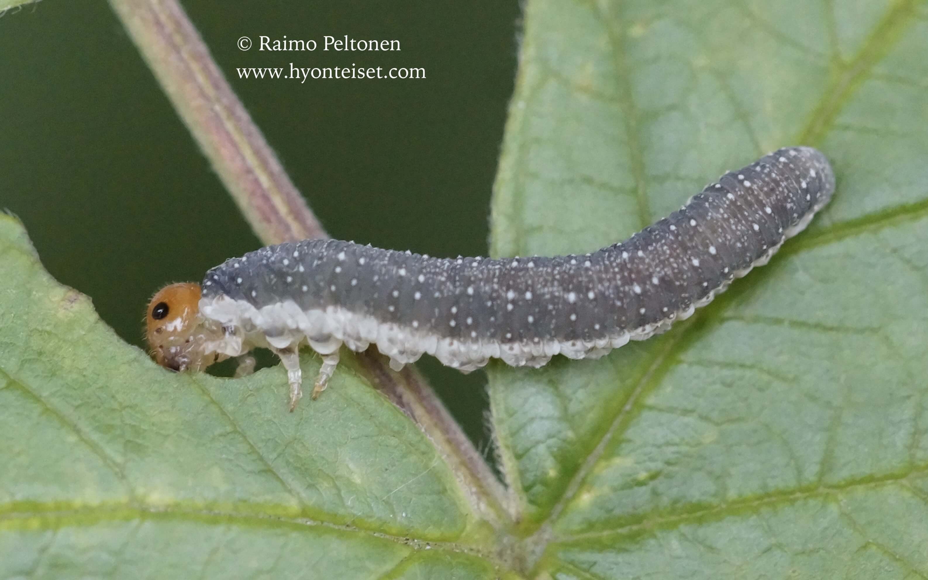 Rhogogaster punctulata, toukka (det. Veli Vikberg), 15.9.2017 Jyväskylä