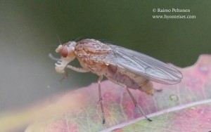 Suillia cf. pallida 2