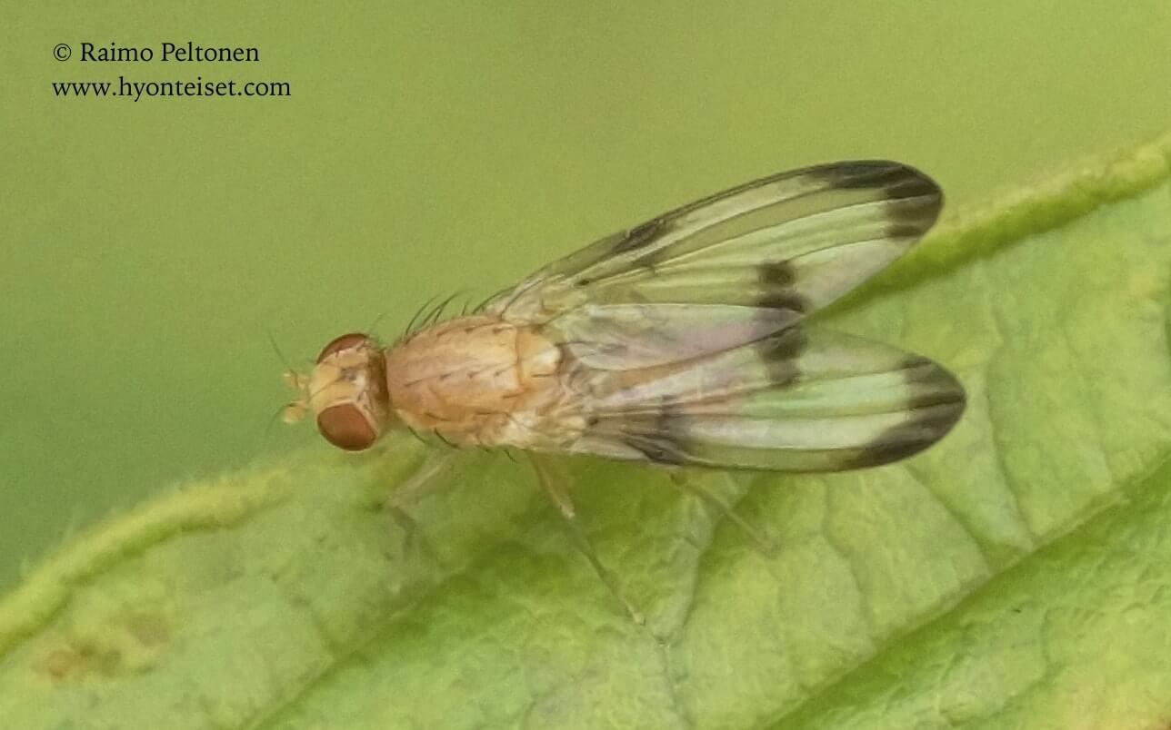 Toxoneura trimacula (det. Kaj Winqvist), 15.9.2017 Jyväskylä