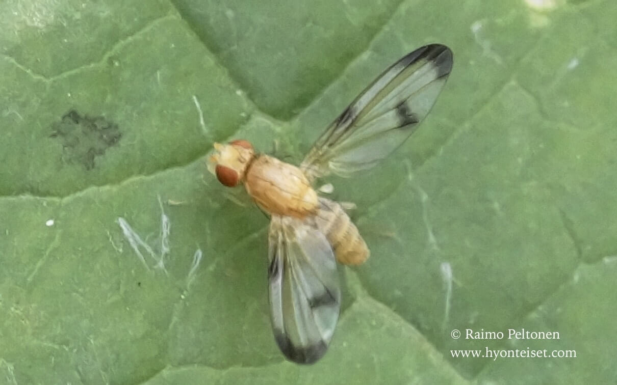 Toxoneura trimacula, 23.9.2017 Jyväskylä