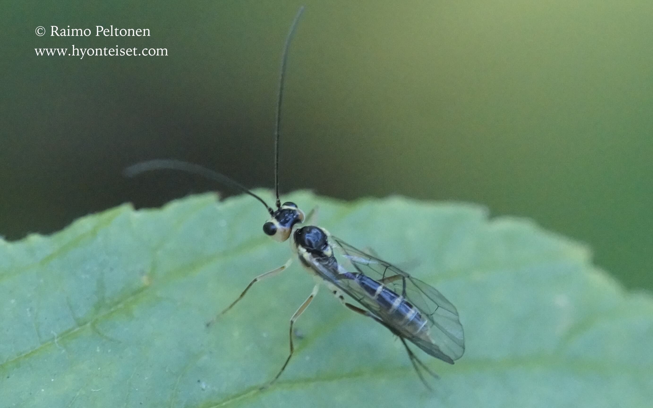 cf. Echytus sp. (det. Gergely Varkonyi), 4.9.2017 Jyväskylä
