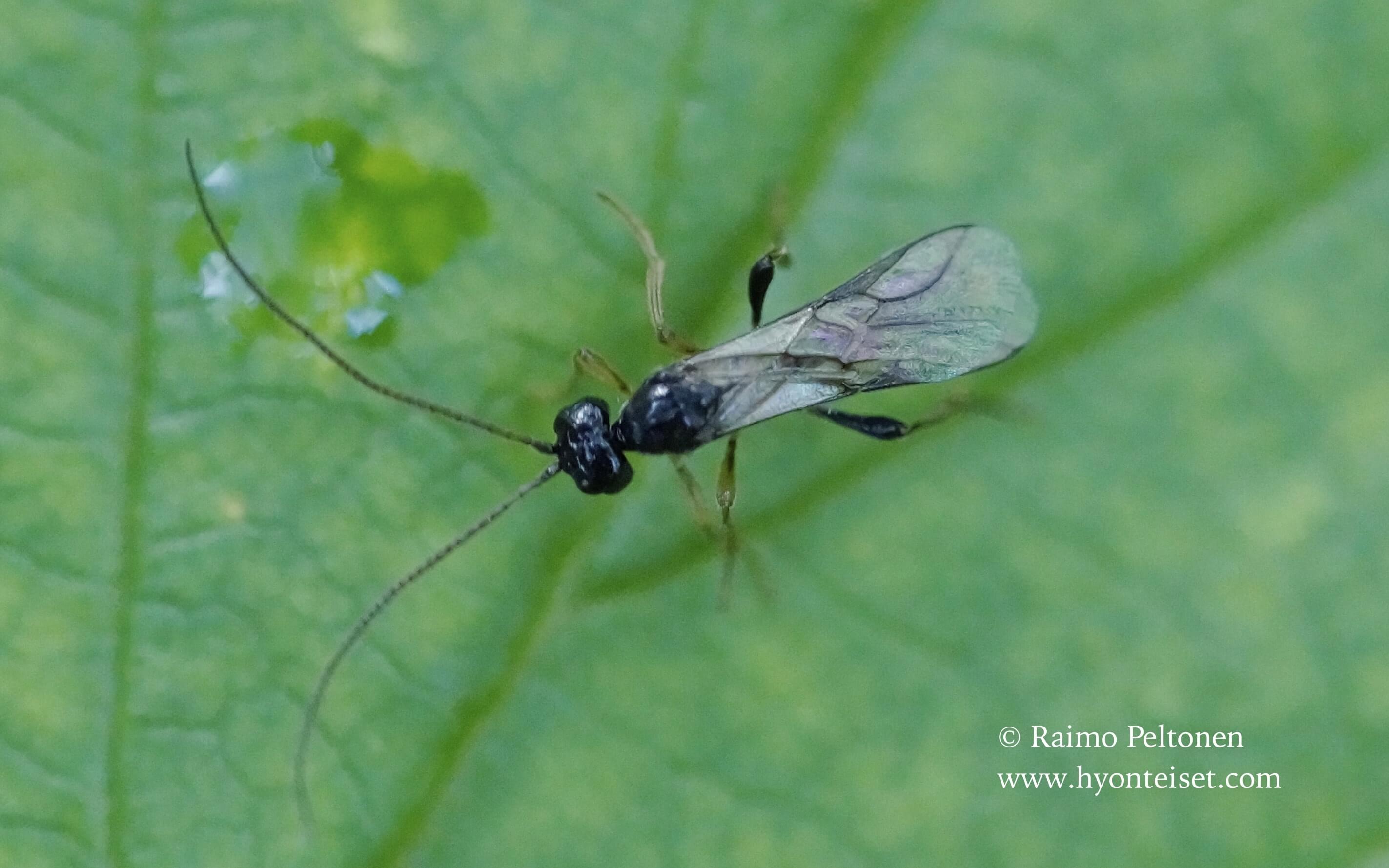 Alysiinae, tribe Dacnusini sp. (det. Michael James), 5.8.2017 Jyväskylä