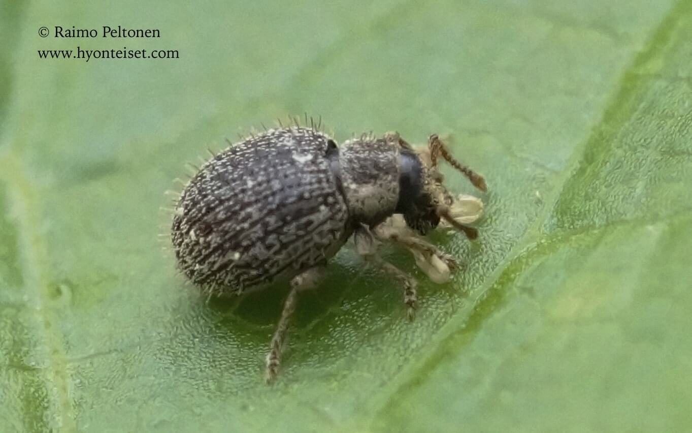 Brachysomus echinatus-siilikeräkärsäkäs, 24.7.2017 Jyväskylä