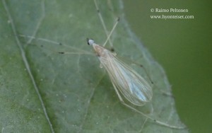 Cheilotrichia imbuta 1
