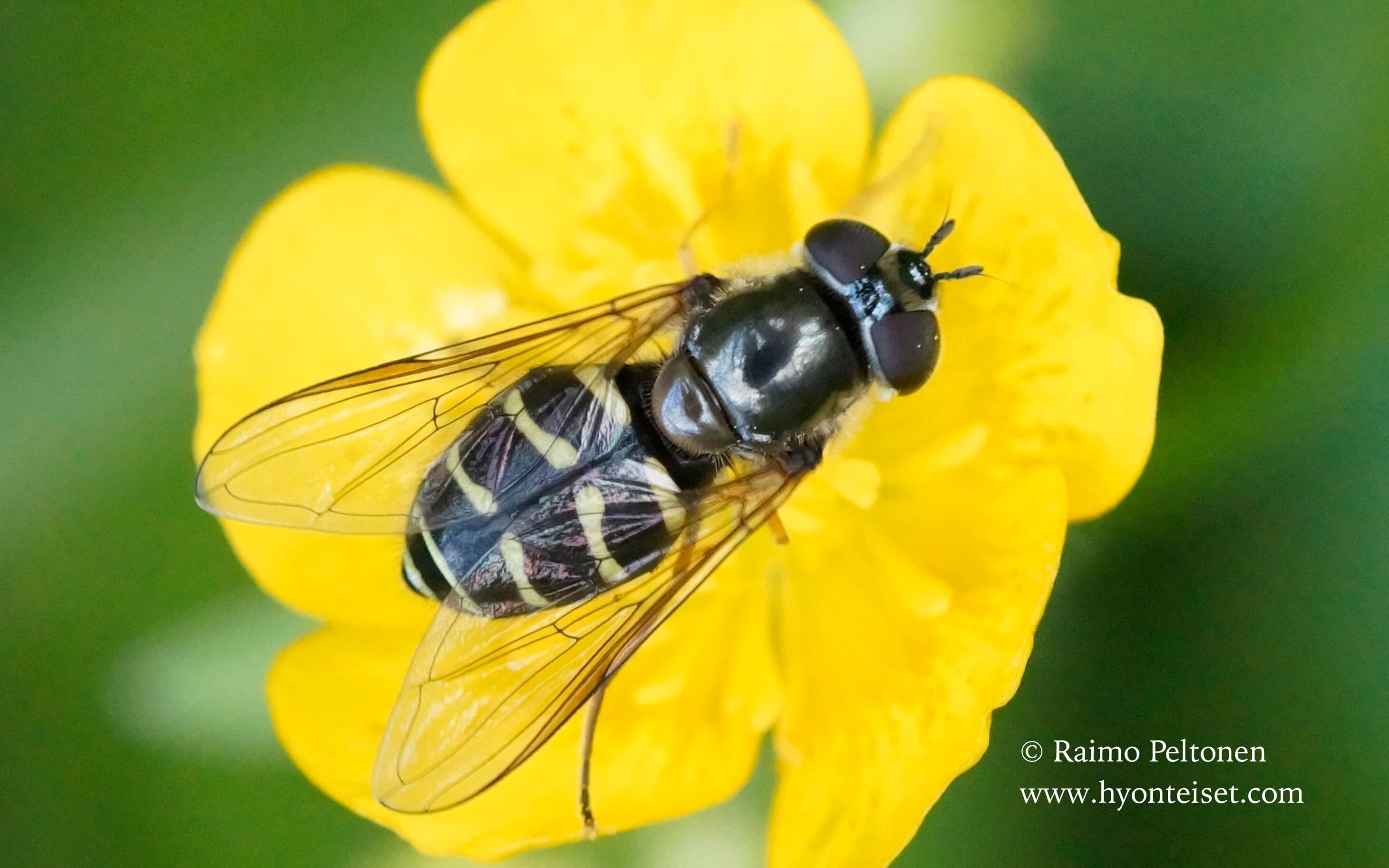 Dasysyrphus pauxillus/pinastri - kuusi-/mäntyhakakirvari (det. Antti Haarto), 4.7.2017 Jyväskylä