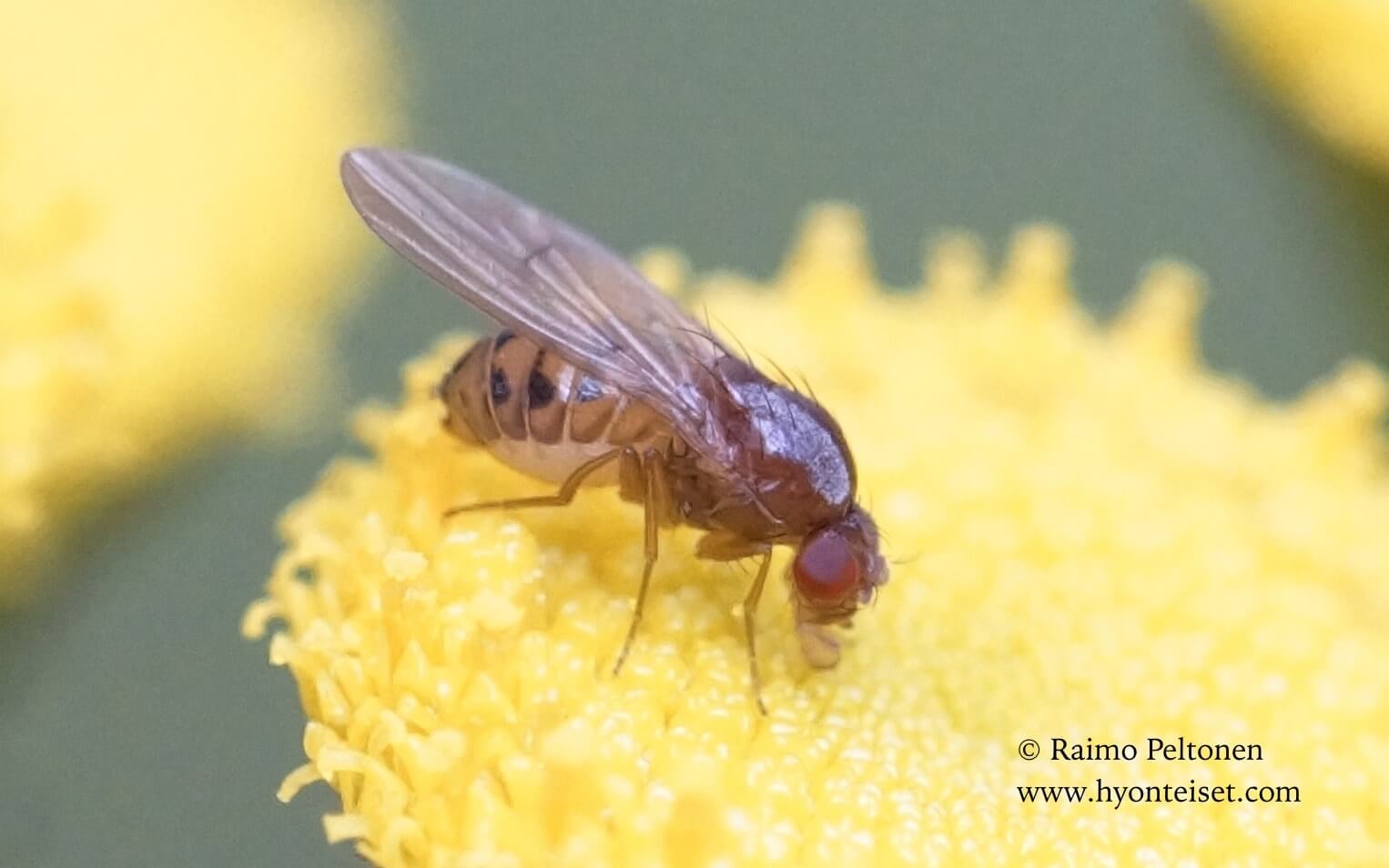 Drosophila phalerata (det. Paul Beuk), 6.8.2017 Jyväskylä 