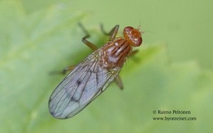 Dryomyza anilis 1