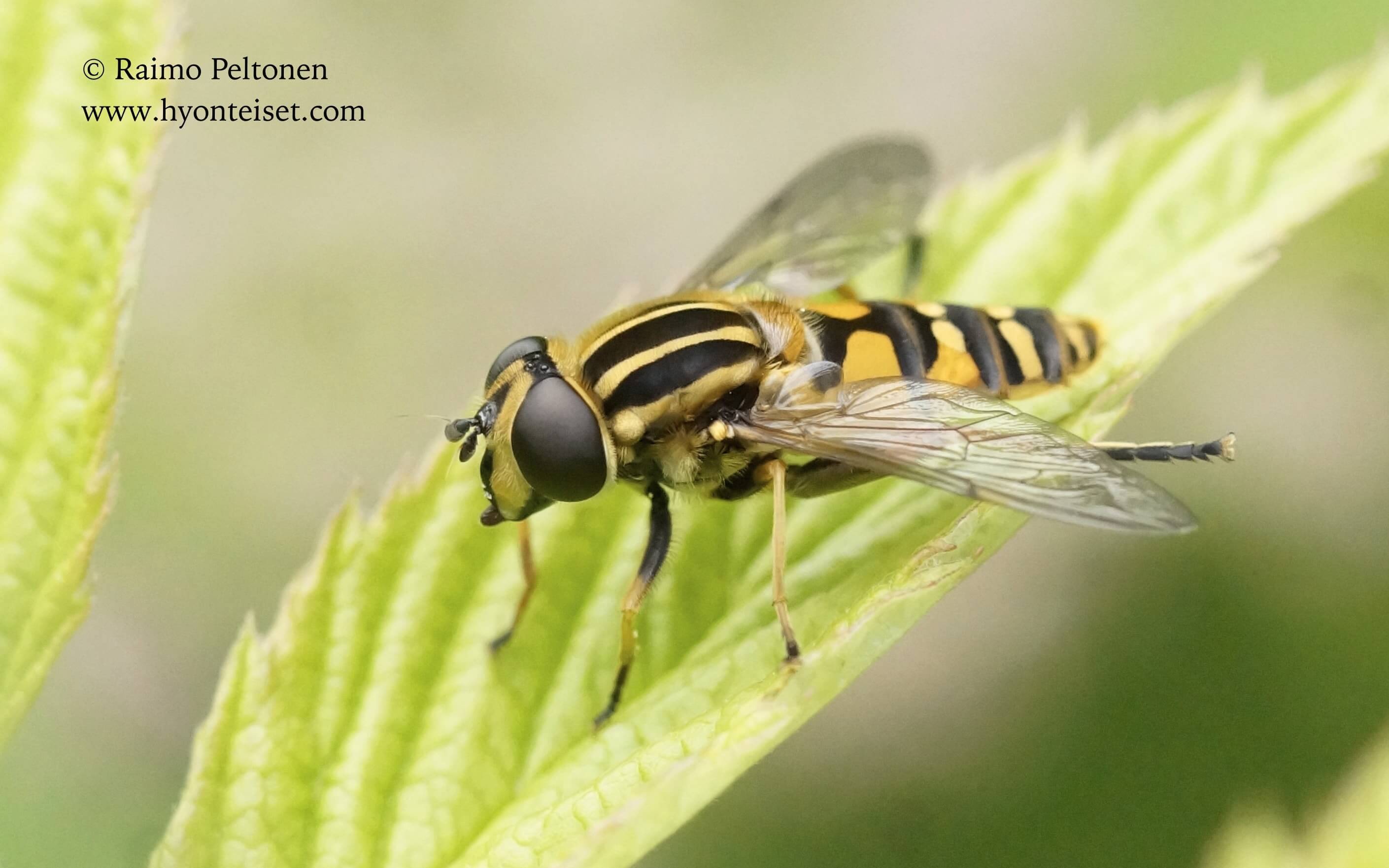 Helophilus hybridus-mustanilkkahelosurri, 21.7.2017 Jyväskylä