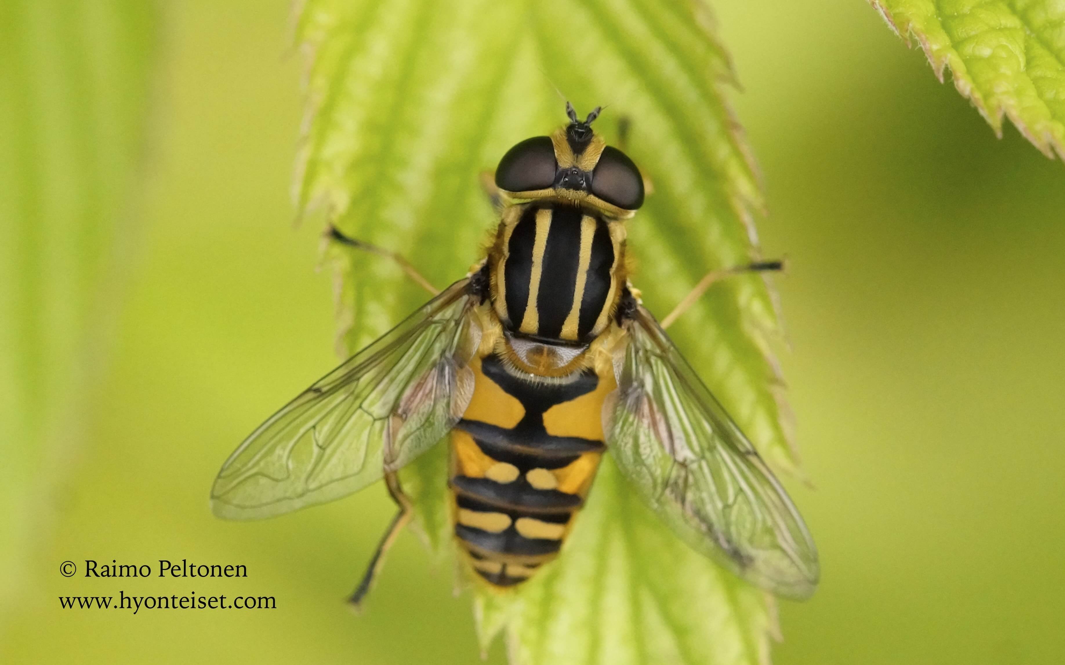 Helophilus hybridus-mustanilkkahelosurri, 21.7.2017 Jyväskylä