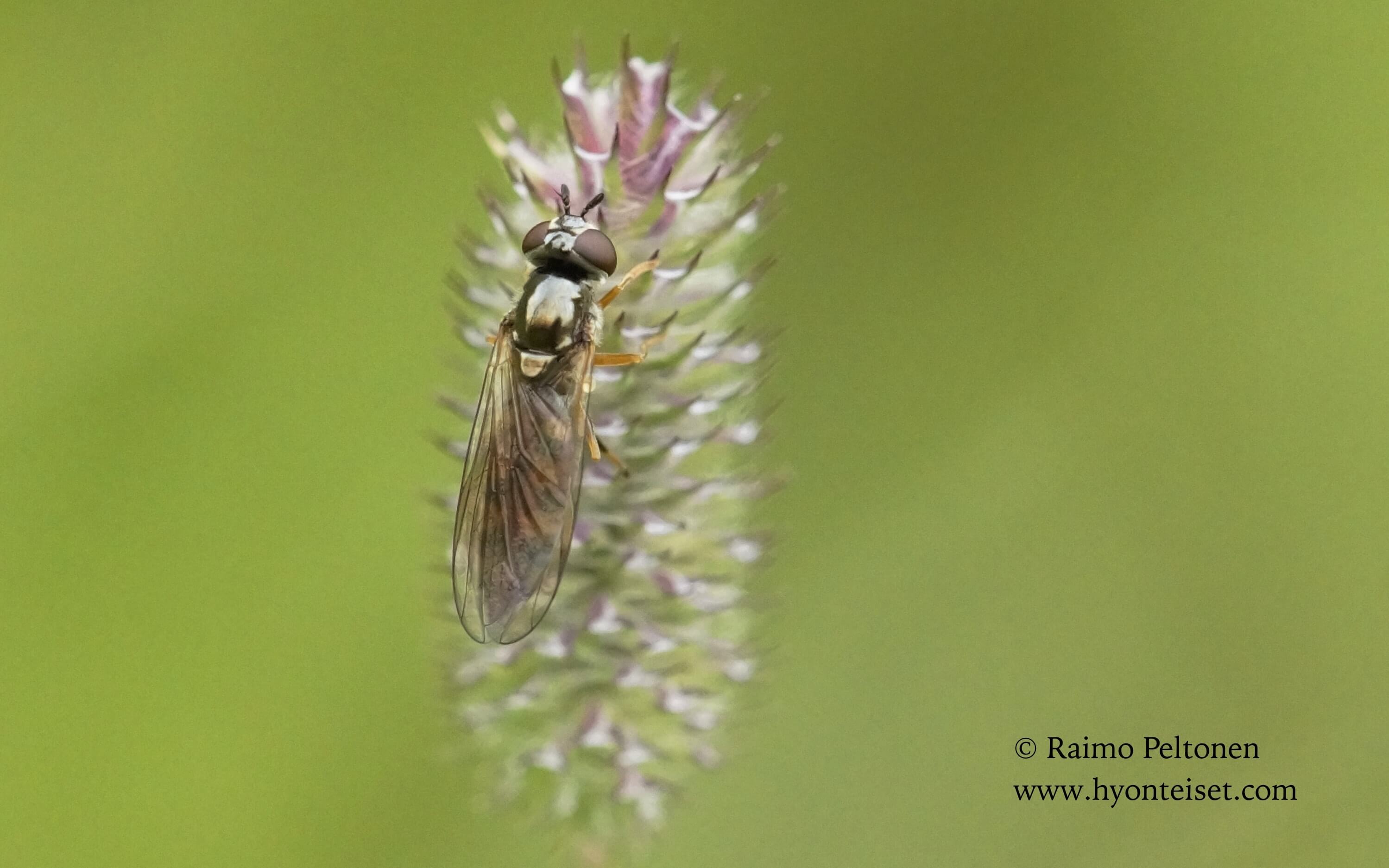 Platycheirus cf. immarginatus-keltakarttukirvari (det. Antti Haarto), 21.7.2017 Jyväskylä