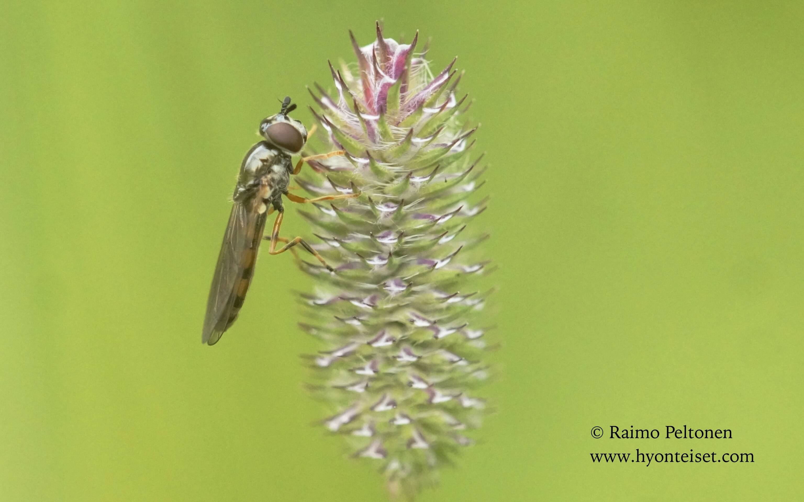 Platycheirus cf. immarginatus-keltakarttukirvari (det. Antti Haarto), 21.7.2017 Jyväskylä
