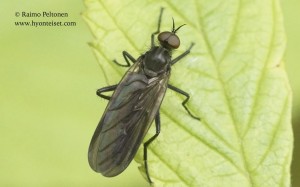 Rhamphomyia spinipes 1