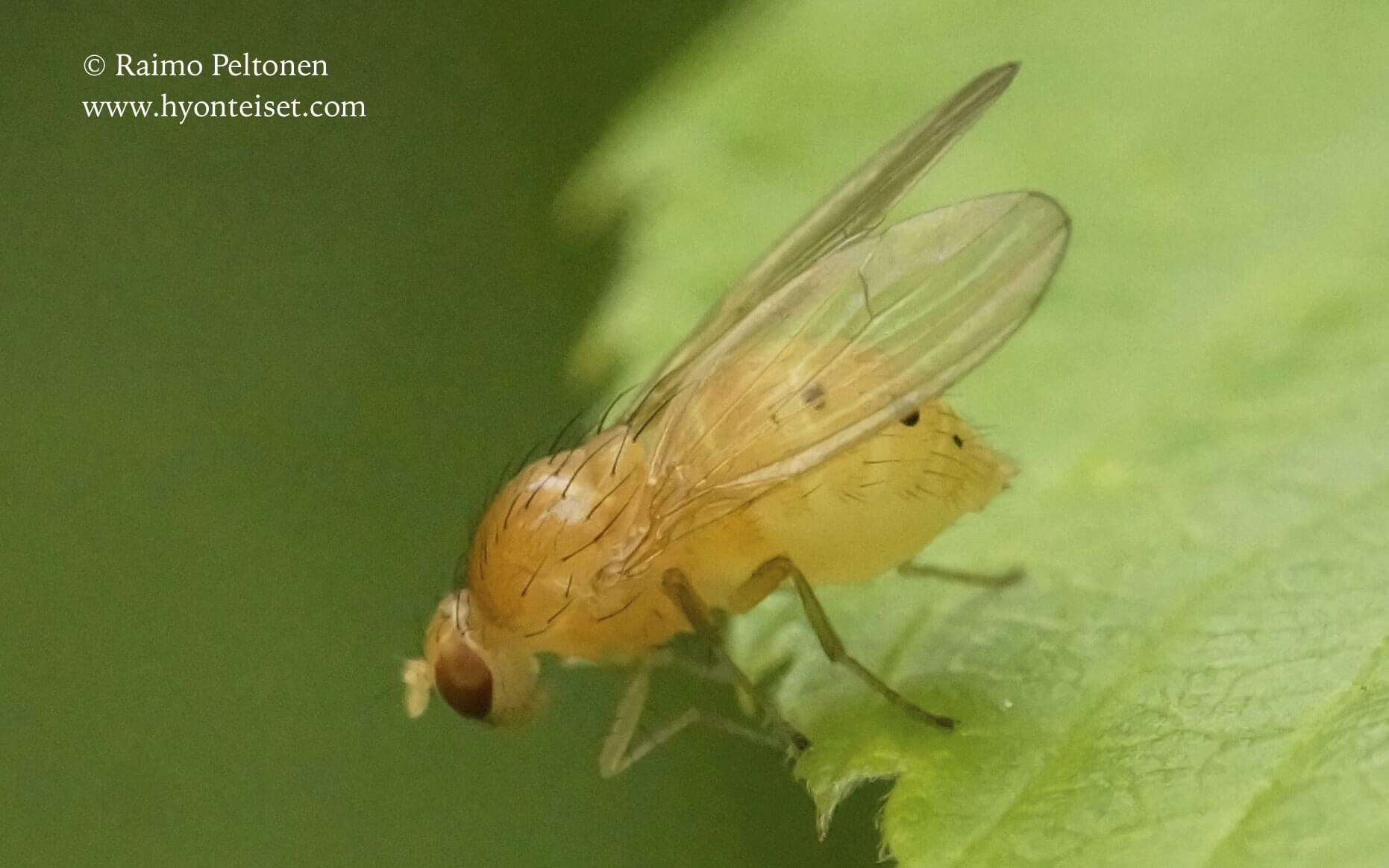 Sapromyza sexpunctata, 27.7.2017 Jyväskyä
