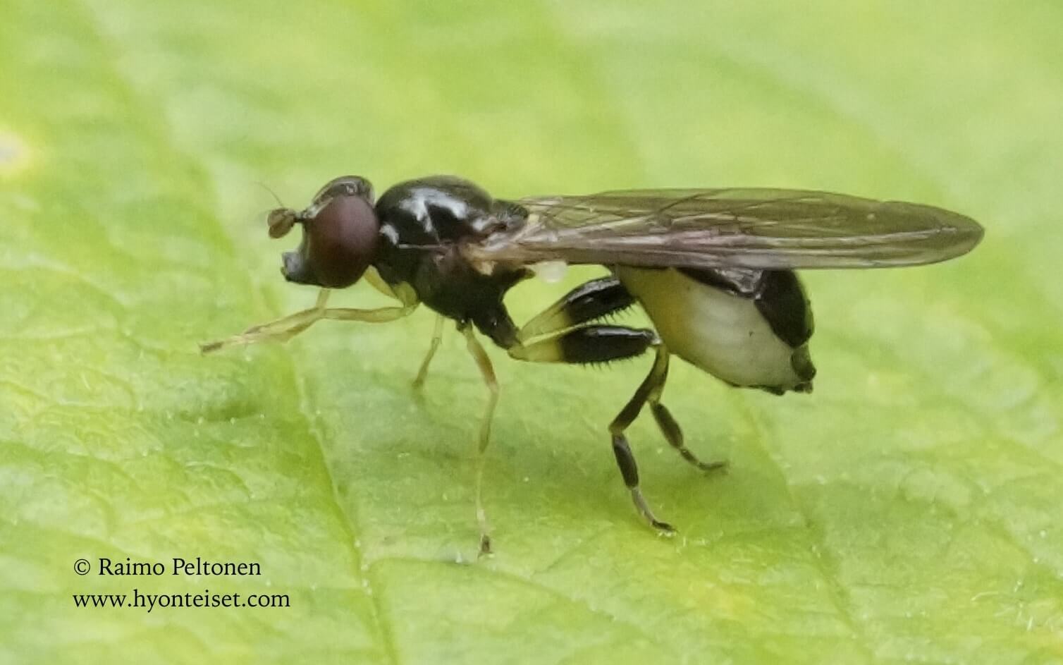 Sphegina clunipes (det. Antti Haarto), 22.7.2017 Jyväskylä