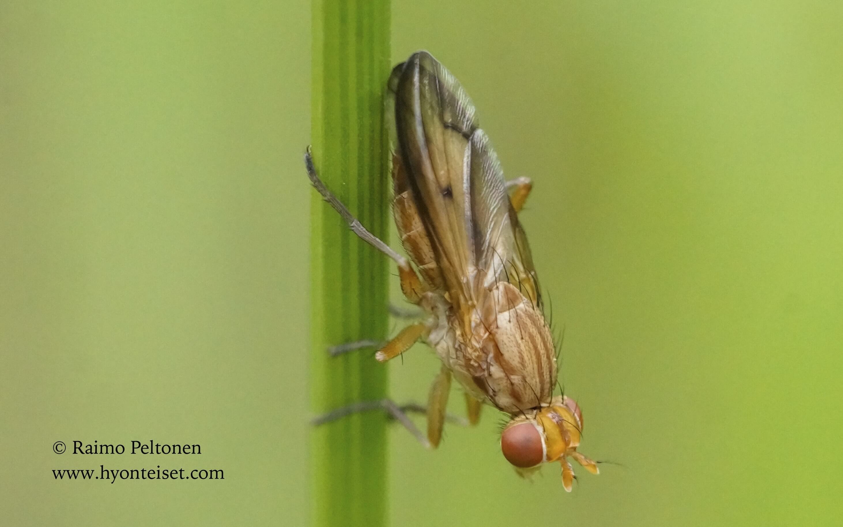 Tetanocera elata (det. Piet Nord), 7.7.2017 Jyväskylä