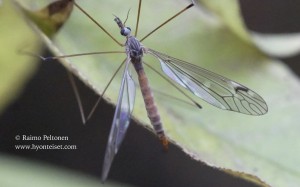 Tipula signata