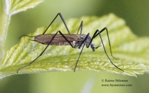 Arctoconopa zonata 2