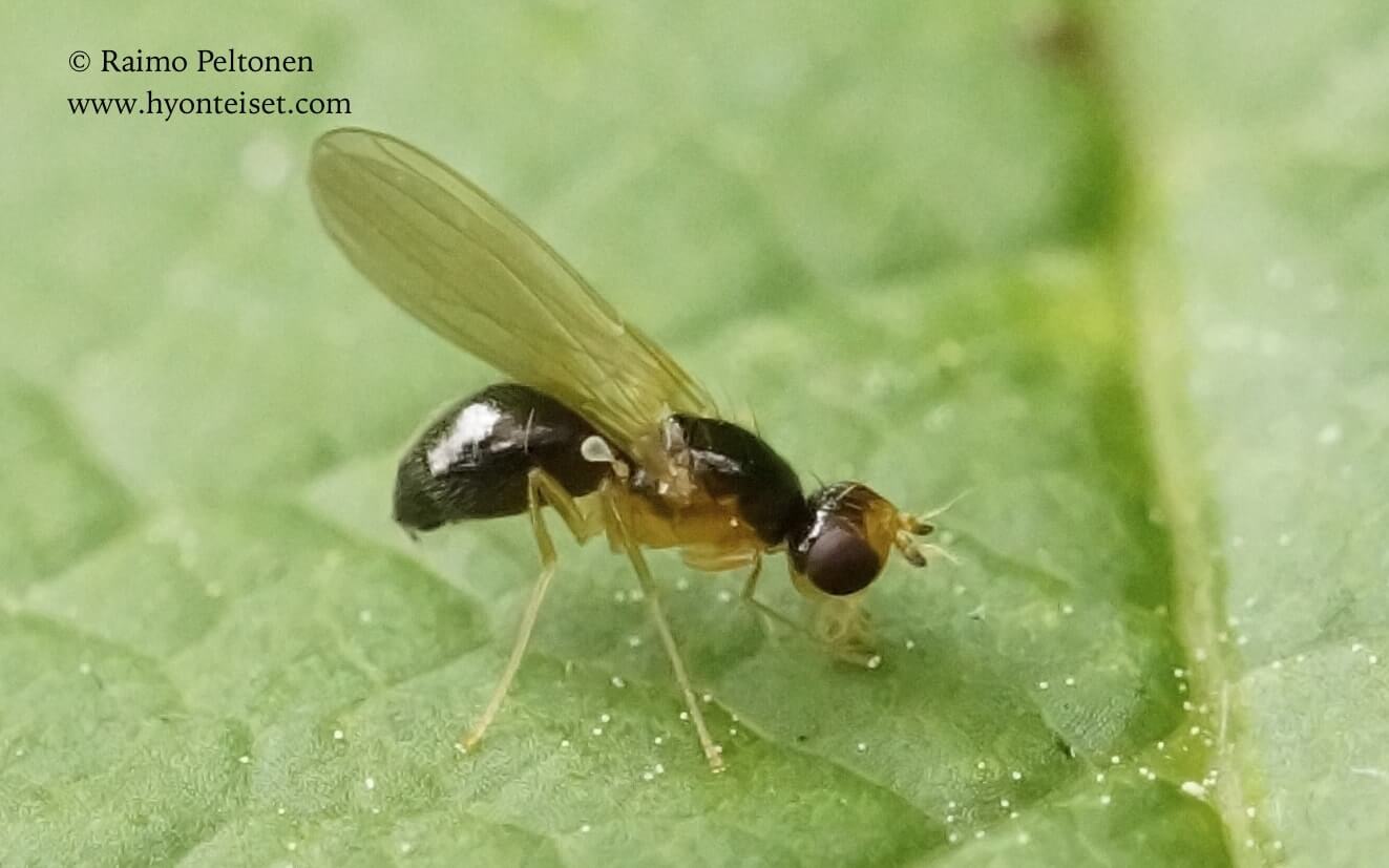 Chamaepsila pectoralis (conf. Stephane Lebrun), 24.6.2017 Jyväskylä 