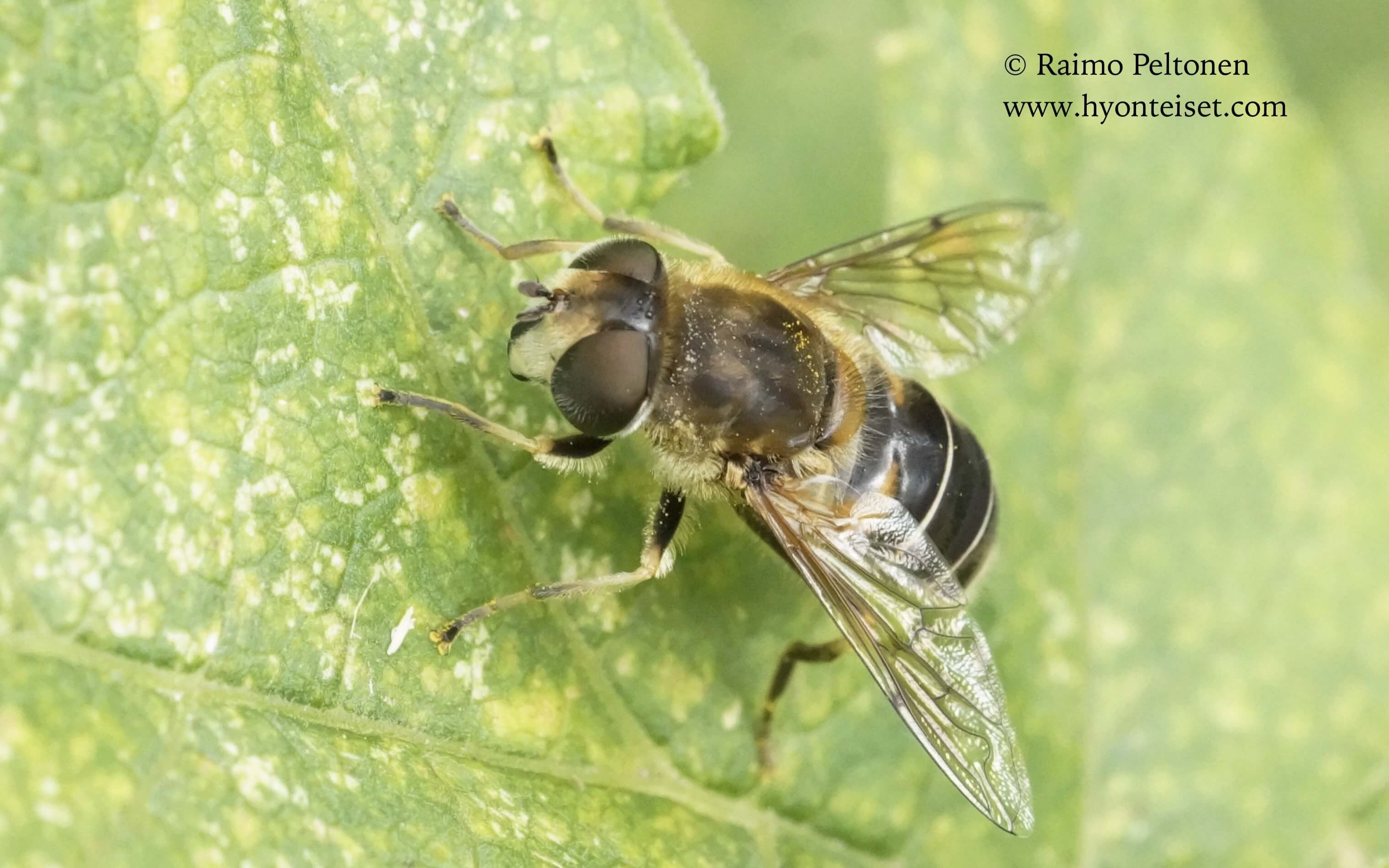 Eristalis nemorum (ent. interrupta)-pistesurri, naaras (conf. Antti Haarto), 25.8.2017 Jyväskylä