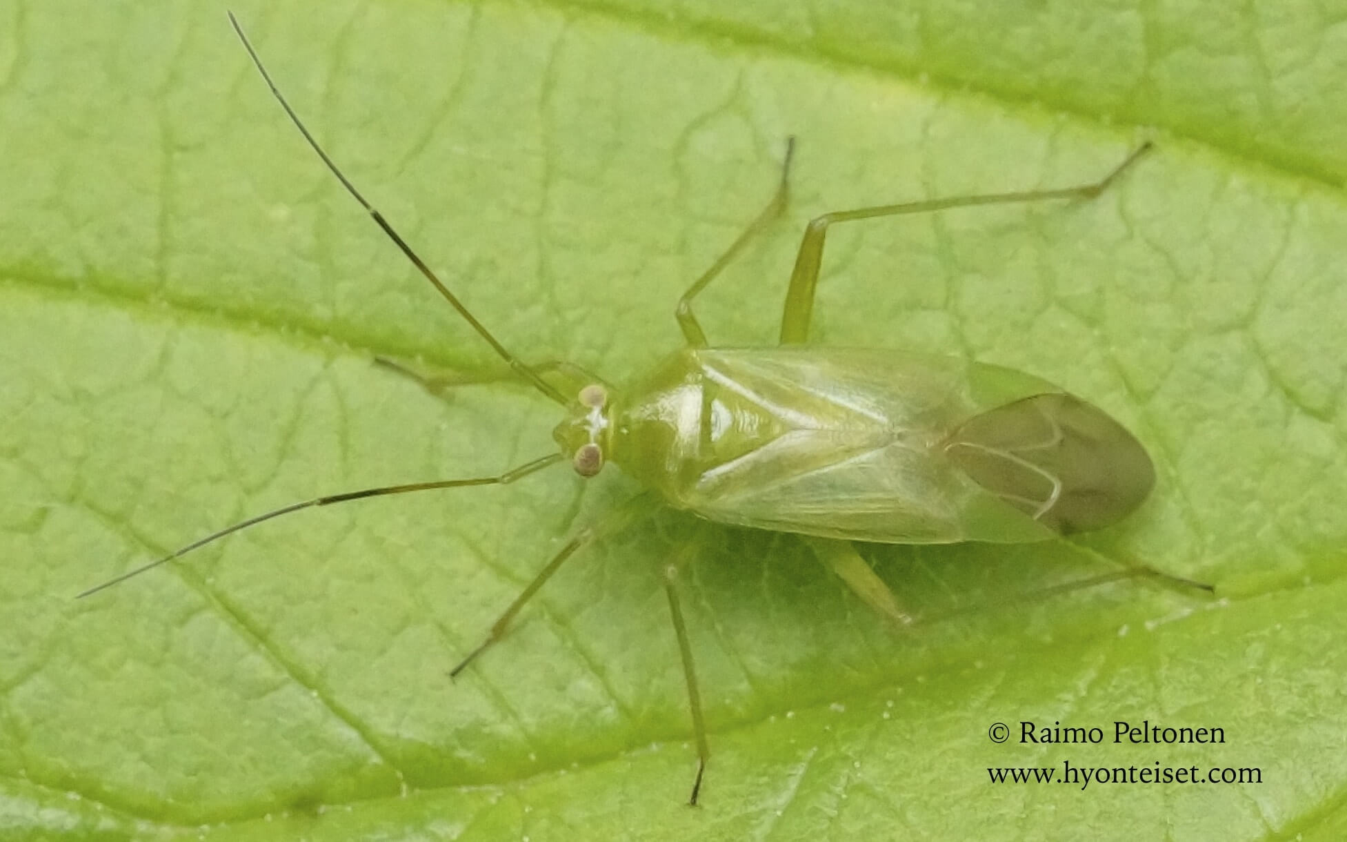 Lygocoris pabulinus-tarhaherttalude (conf. Veikko Rinne), 22.7.2017 Jyväskylä