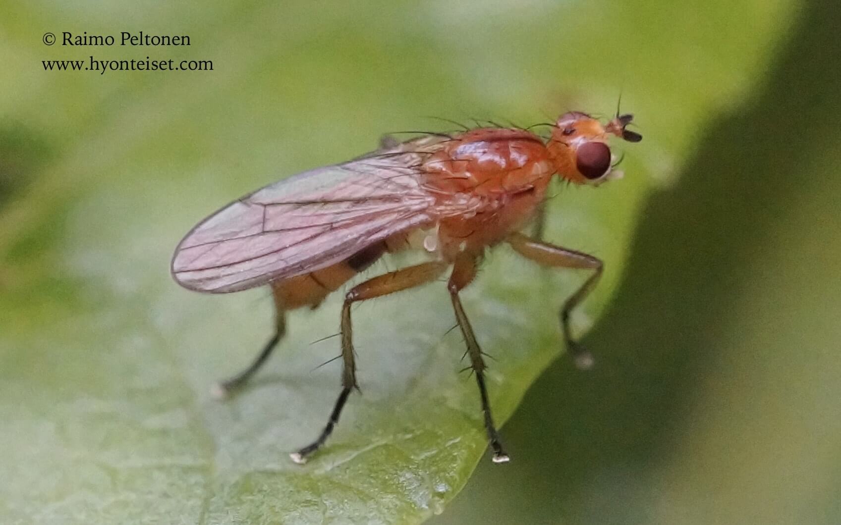 Megaphthalmoides unilineatus (det. Stephane Lebrun), 20.7.2017 Jyväskylä