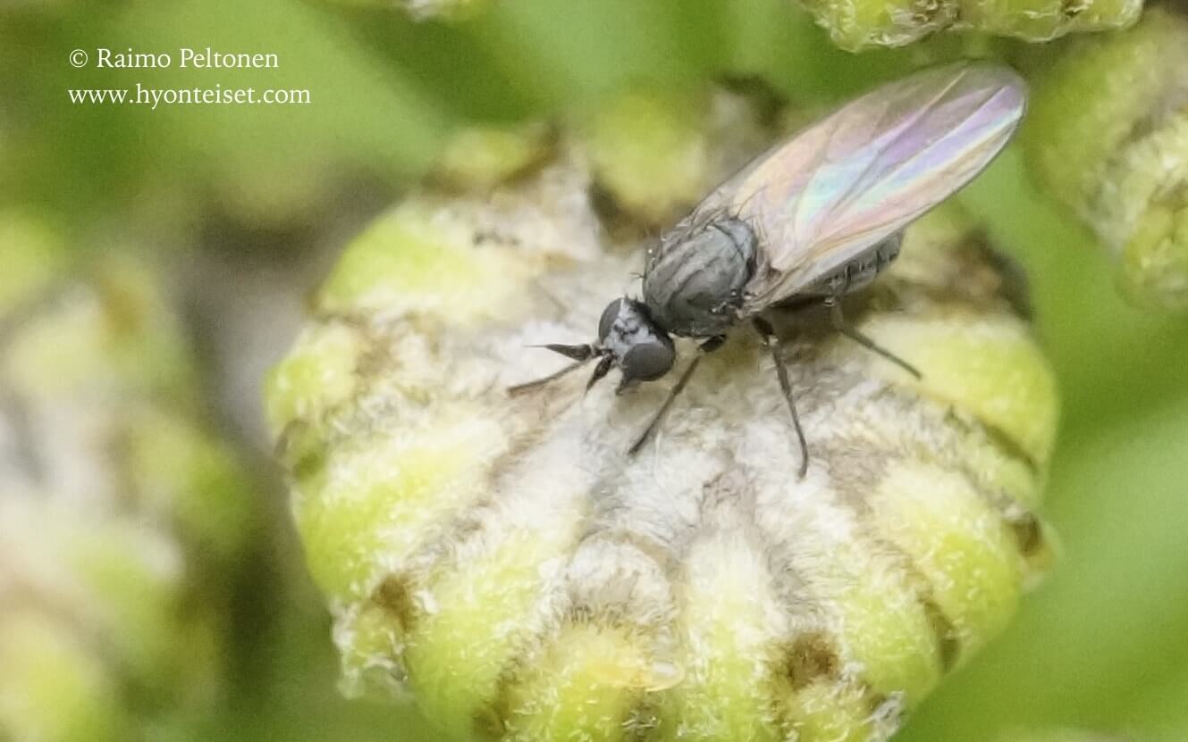 Microphor sp. (det. Thomas Legrand), 13.7.2017 Jyväskylä