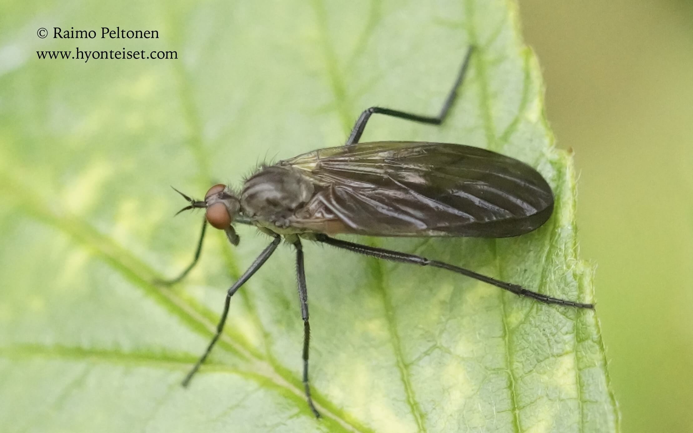 Rhamphomyia spinipes, naaras (det. Paul Beuk), 15.9.2017 Jyväskylä
