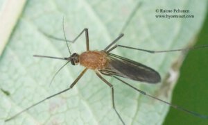 Aedes cf. cinereus 1
