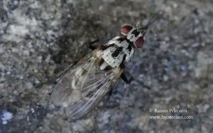 Anthomyia procellaris 3