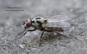 Anthomyia procellaris 4