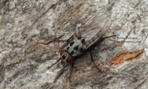 Anthomyia plurinotata